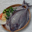 تصویر از ماهی حلوا سیاه