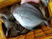 تصویر از ماهی حلوا سیاه